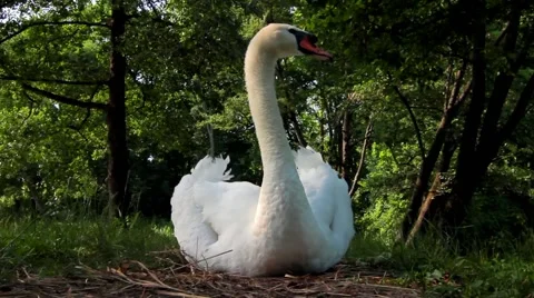 Sitting Swan Stock Footage 40098989