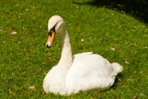 Sitting swan Stock Photos