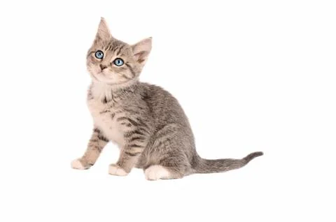 Sitting tabby kitten Stock Photos