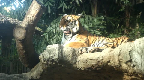 A sitting tiger Stock-Footage 60363322