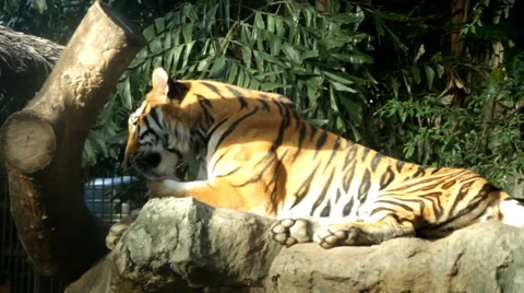 A sitting tiger Stock Footage 60364618