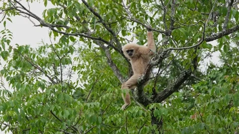 Sitting on the top branches of a tree, the white-handed gibbon is looking Stock Footage 249998674