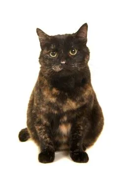 Sitting Tortoise cat looking at the camera isolated on a white background Stock Photos