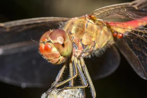 Sitting on a twig Stock Photos