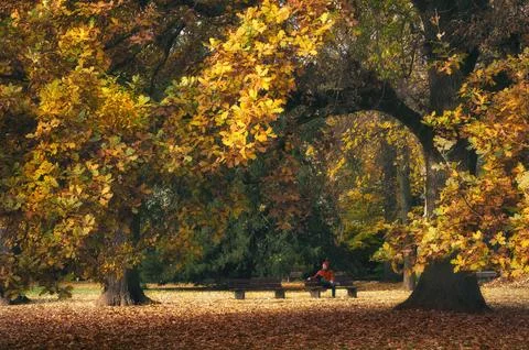 Sitting under a magnificent oak tree in a park in autumn Stock Photos