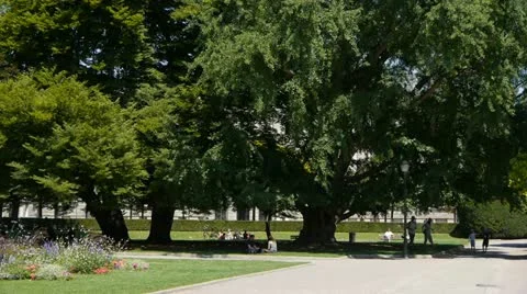 Sitting under a tree in a park 스톡 동영상 18194374