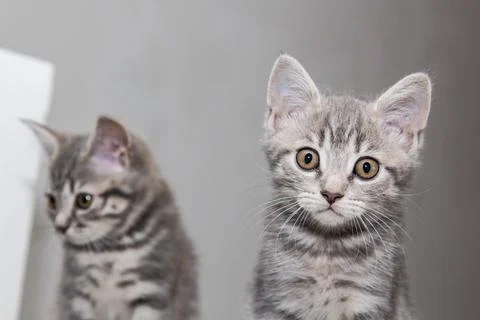 Sitting on a white ledge, two Scottish Straight kittens gaze curiously at the Stock Photos