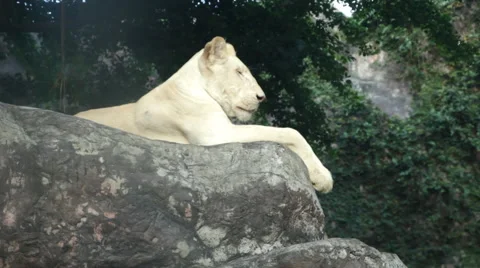 Sitting white lion Video stock 60362442