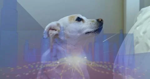 Sitting white medium-sized dog gazing toward upper right on bed, with stylized Stock Photos