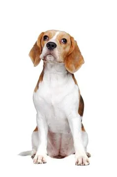 Sitting in a white studio beagle dog looking up Stock Photos