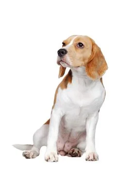 Sitting in a white studio beagle dog looking to the side Stock Photos