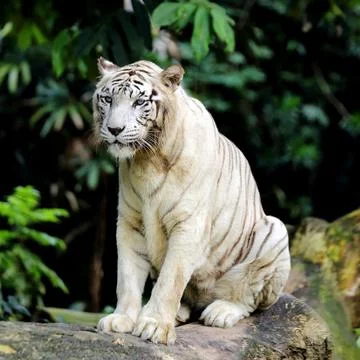 A Sitting White Tiger Stock Photos