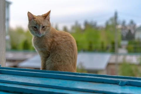 A ?at sitting on the window. Stock Photos