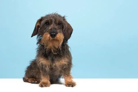 Sitting wirehaired Dachshund looking at the camera  on a blue background and  Stock Photos