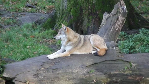 A sitting wolf observing his territory Stock Footage 981159