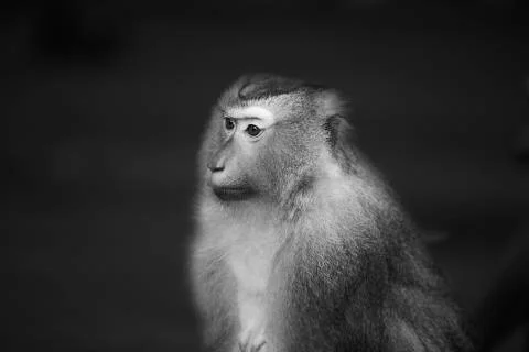 The Sitting Wondering Monkey Stock Photos