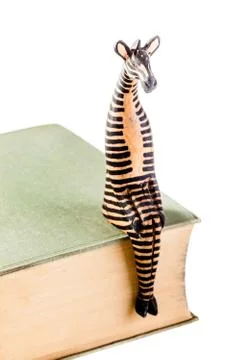 Sitting zebra Stock Photos