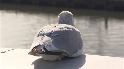SITTINGBIRD Stock Footage 79946954