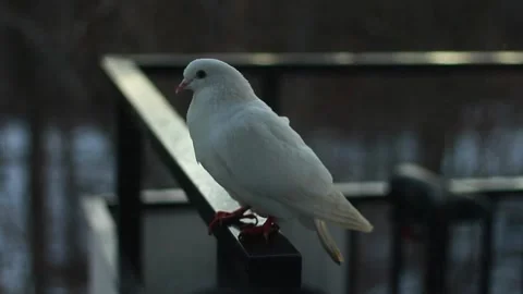 SittingWhiteDove Vídeo Stock 171347090