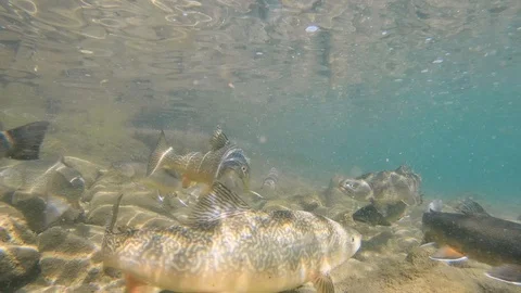 Siveni 스톡 동영상 123899102