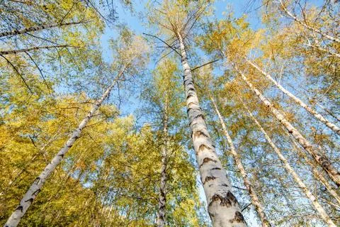 Siver birch trees Stock Photos