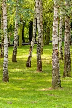 Siver birch trees Stock Photos