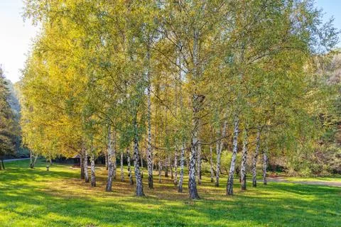 Siver birch trees Stock Photos