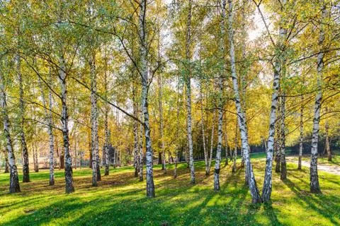Siver birch trees Stock Photos