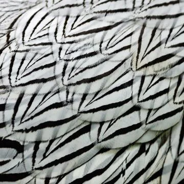 Siver pheasant feather Stock Photos
