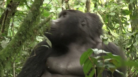 Siverback mountain gorilla looking around - Uganda Video stock 84627518