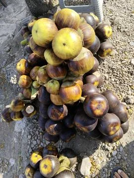 Siwalan fruit Stock Photos