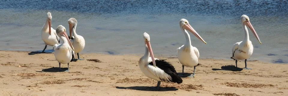 Six Australian Pelicans Stock Photos