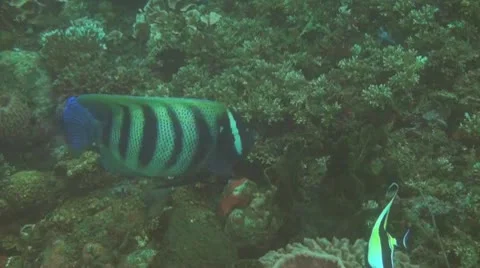 Six-banded angelfish Stock Footage 10731601