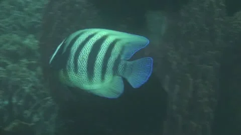 Six-banded angelfish Stock Footage 10737916