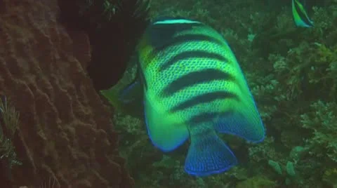 Six-banded angelfish Stock Footage 10737918