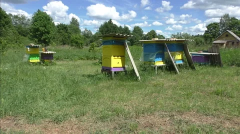 Six beehives on the field Video stock 51172105