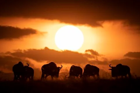 Six blue wildebeest (Connochaetes taurinus) silhouetted against setting sun, Maa Stock Photos
