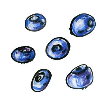 Six blueberries on a white background. Stock Illustration