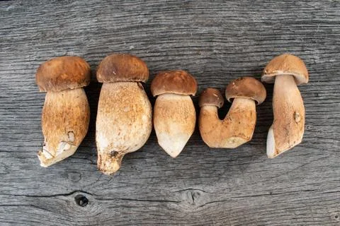 Six boletus edulis. Rustic backround. Stock Photos
