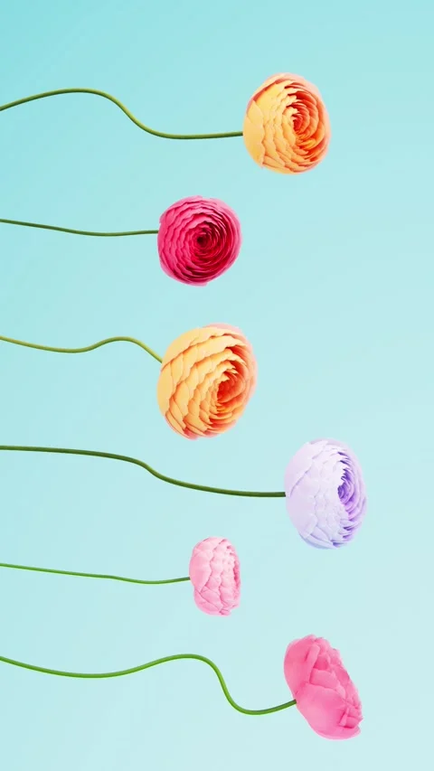 Six bright ranunculus flowers rotating and forming buds on light blue sky b.. Stock Footage 336086821