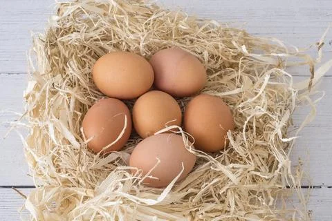 Six brown eggs rest in soft, golden straw Stock-Fotos