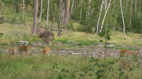 Six bucks graze Stock-Footage 11807968