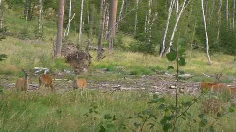 Six Bucks Graze Stock Footage 11812227