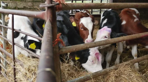 Six calves grazing Stock Footage 43257052