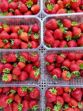 Six Clear Containers of Fresh Red Strawberries in Grid Pattern Stock Photos