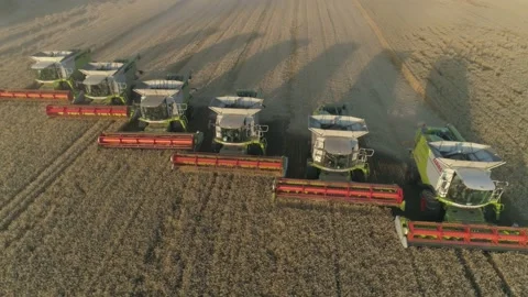 Six combine harvester ready for gathers the wheat crop. Sunset. Stock Footage 137149342