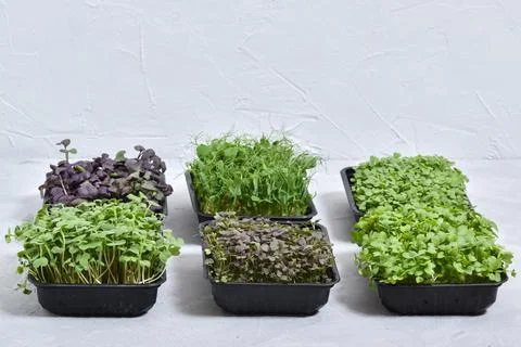 Six containers with micro-greens. On a light background Foto stock