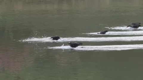 Six Cormorants Flying Low and Landing on a River Stock Footage 340758064