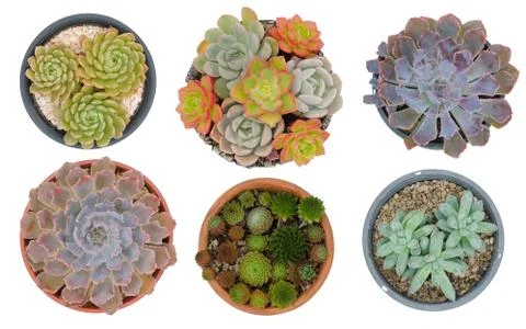 Six different cactus in pots isolated on white background Stock Photos