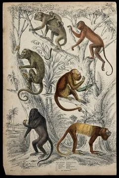 Six different specimen of the genus Mycetes (howler monkey) shown in their .. Stock Illustration